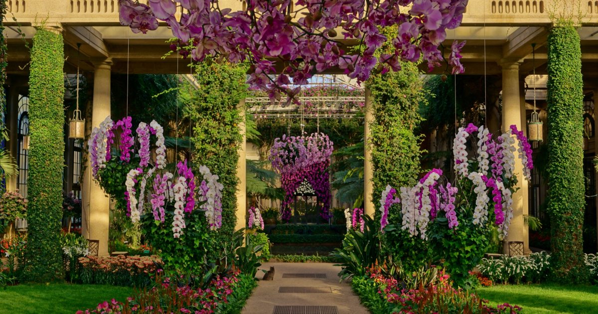 A Gardener's Tour of Orchid Extravaganza | Longwood Gardens